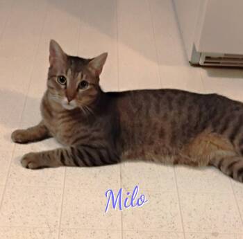 Milo #lovey-dovey -  Tabby and Domestic Short Hair Cat for Adoption in Houston, Texas - Milo #lovey-dovey | PetCurious