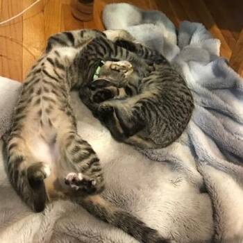 Leia with Chewie -  Domestic Short Hair Cat for Adoption in Manchester, Connecticut - Leia With Chewie | PetCurious