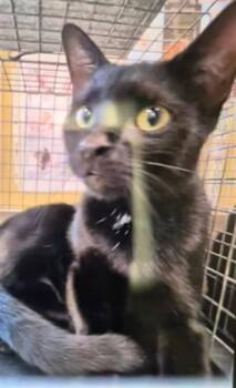 SASHA -  Domestic Short Hair Cat for Adoption in Fort Myers, Florida - SASHA | PetCurious