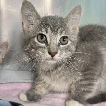 Yahtzee -  Domestic Short Hair Cat for Adoption in Matteson, Illinois - Yahtzee | PetCurious
