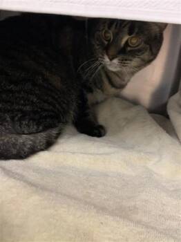 Sasha -  Domestic Short Hair Cat for Adoption in Montreal, Quebec - Sasha | PetCurious