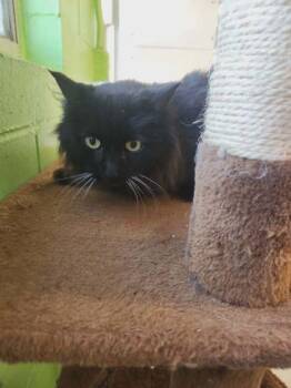 Domestic Long Hair and Domestic Short Hair Cats Available for Adoption - Molly | PetCurious