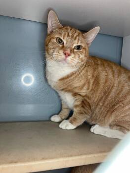 Domestic Short Hair Cats Available for Adoption in Roanoke, Virginia - Jack | PetCurious