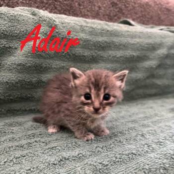 Adair -  American Shorthair Cat for Adoption in Spring Hill, Kansas - Adair | PetCurious