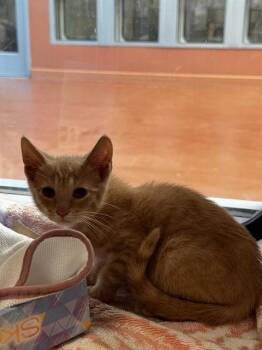 SUNSET -  Domestic Short Hair Cat for Adoption in San Jose, California - SUNSET | PetCurious