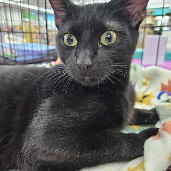 Domestic Short Hair Cats Available for Adoption - Valentino | PetCurious