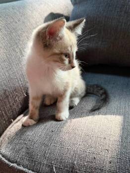 Horatio -  Snowshoe Cat for Adoption in Knoxville, Tennessee - Horatio | PetCurious