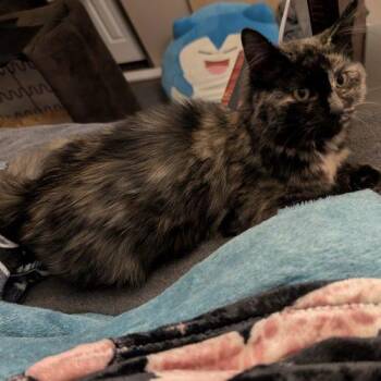 Tortoiseshell and Domestic Long Hair Cats Available for Adoption in Knoxville, Tennessee - Iris | PetCurious