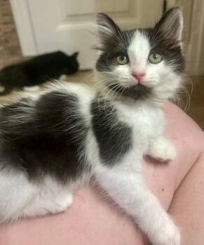 Dandelion -  Maine Coon and Domestic Long Hair Cat for Adoption in Phoenix, Arizona - Dandelion | PetCurious