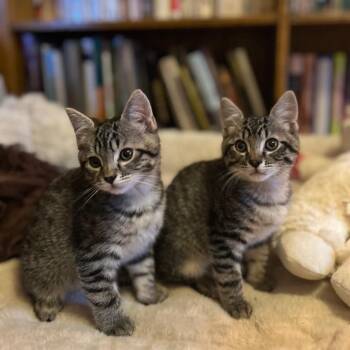 Button -  Domestic Short Hair Cat for Adoption in Hailey, Idaho - Button | PetCurious