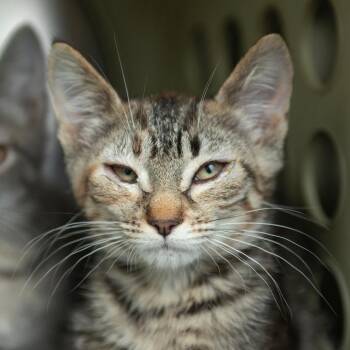 Cannoli -  Domestic Short Hair Cat for Adoption in Middletown, Rhode Island - Cannoli | PetCurious