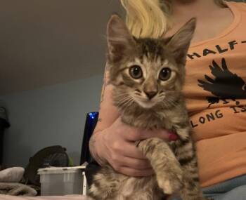 Pochita -  Domestic Medium Hair and Maine Coon Cat for Adoption in Morgan Hill, California - Pochita | PetCurious