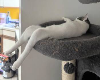 Clem (reduced adoption fee) -  Turkish Van and Domestic Short Hair Cat for Adoption in Melrose, Massachusetts - Clem (reduced Adoption Fee) | PetCurious