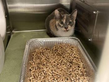 CALLIE -  Domestic Short Hair Cat for Adoption in Auburn, California - CALLIE | PetCurious