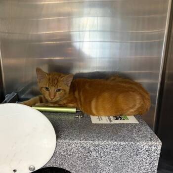 Purman Bates -  Domestic Short Hair Cat for Adoption in Newark, New Jersey - Purman Bates | PetCurious