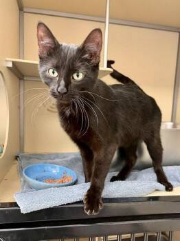 Domestic Short Hair Cats Available for Adoption in Webster, Wisconsin - Coraline | PetCurious