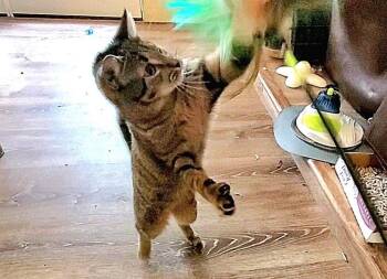 Tabby Cats Available for Adoption in Gorham, Maine - Gwendolyn | PetCurious