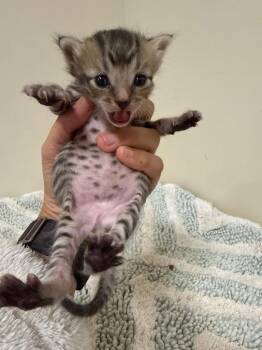 *Cowboy Carl -  Domestic Short Hair Cat for Adoption in Newnan, Georgia - *Cowboy Carl | PetCurious