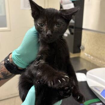 LEVI -  Domestic Short Hair Cat for Adoption in Riverside, California - LEVI | PetCurious