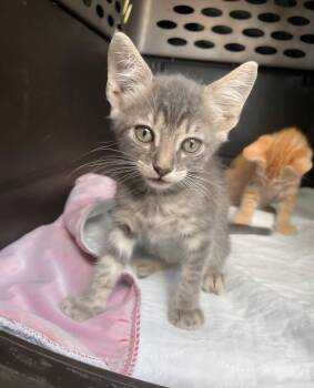 Jelly -  Tabby Cat for Adoption in Gun Barrel City, Texas - Jelly | PetCurious