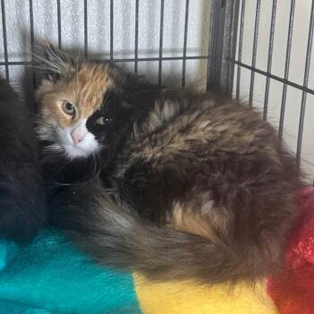 Luxi -  Domestic Long Hair Cat for Adoption in Saginaw, Michigan - Luxi | PetCurious