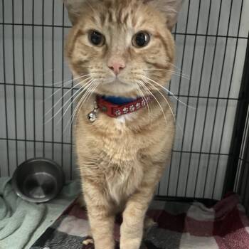 Domestic Short Hair Cats Available for Adoption in Lakeland, Florida - Cheddar | PetCurious