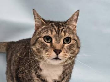 Mila -  Domestic Short Hair Cat for Adoption in Minneapolis, Minnesota - Mila | PetCurious