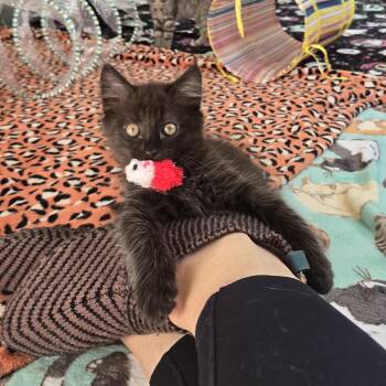 Rescue Domestic Medium Hair Cats for Adoption in Belmont, North Carolina - Wilson | PetCurious