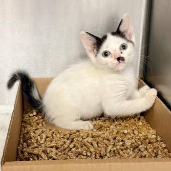 Indigo -  Domestic Short Hair Cat for Adoption in Philadelphia, Pennsylvania - Indigo | PetCurious