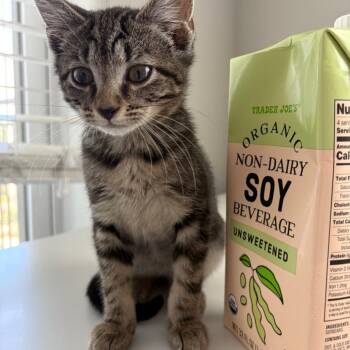 Cherry Blossom -  Domestic Short Hair Cat for Adoption in Durham, North Carolina - Cherry Blossom | PetCurious