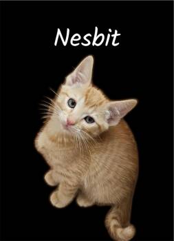 Nesbit -  Domestic Short Hair Cat for Adoption in Auburn, California - Nesbit | PetCurious