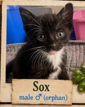 Domestic Short Hair Cats Available for Adoption in Mansfield, Texas - Sox | PetCurious