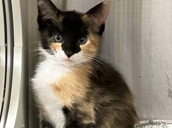 Domestic Short Hair Cats Available for Adoption in Tustin, California - ELEKTRA | PetCurious