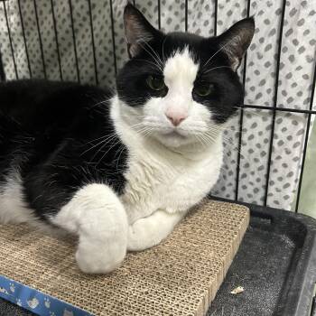 Lightning Bolt -  Domestic Short Hair Cat for Adoption in Mokena, Illinois - Lightning Bolt | PetCurious