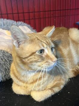 Oliver -  Domestic Short Hair Cat for Adoption in Broomall, Pennsylvania - Oliver | PetCurious