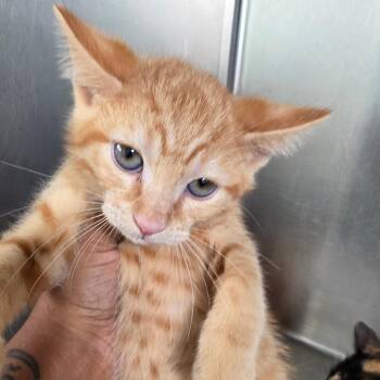 Danny -  Domestic Short Hair Cat for Adoption in Leander, Texas - Danny | PetCurious