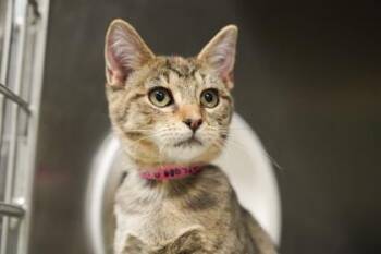 Domestic Short Hair Cats Available for Adoption - Tia | PetCurious