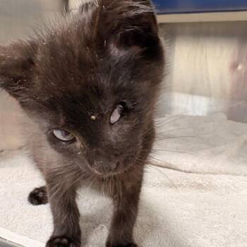 Domestic Short Hair Cats Available for Adoption - Lasagne | PetCurious