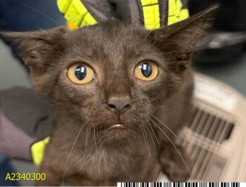 PENNY -  Domestic Short Hair Cat for Adoption in West Palm Beach, Florida - PENNY | PetCurious