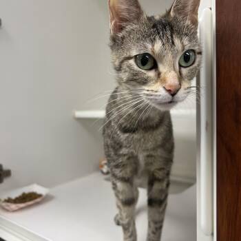 Dandelion -  Domestic Short Hair Cat Available for Adoption in Reisterstown, Maryland - Dandelion | PetCurious