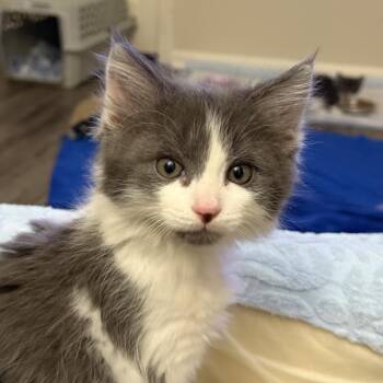 Mcintosh -  Domestic Short Hair Cat for Adoption in Mentor, Ohio - Mcintosh | PetCurious