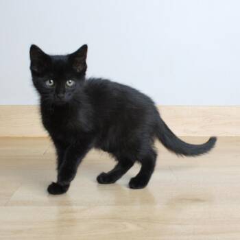Domestic Short Hair Cats Available for Adoption in Minnetonka, Minnesota - Ryan C69017 | PetCurious