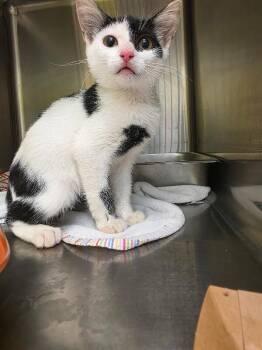 Rudy -  Domestic Medium Hair Cat for Adoption in Disputanta, Virginia - Rudy | PetCurious