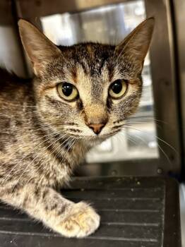 Rescue Domestic Short Hair Cats for Adoption in Wichita, Kansas - Begonia | PetCurious