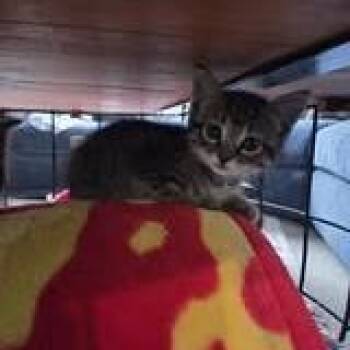 Princess -  Domestic Short Hair Cat for Adoption in West Olive, Michigan - Princess | PetCurious