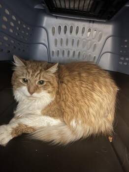 Mango -  Domestic Long Hair Cat for Adoption in Stratham, New Hampshire - Mango | PetCurious