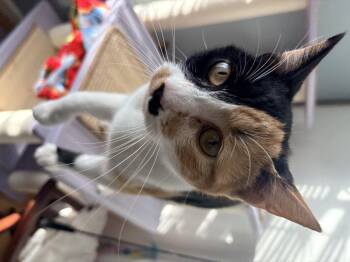 Domestic Short Hair Cats Available for Adoption in Hayward, California - Sneaks | PetCurious