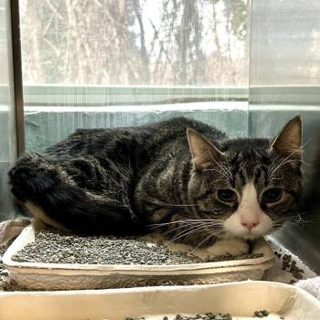 Domestic Short Hair Cats Available for Adoption - Alvin [teal] | PetCurious