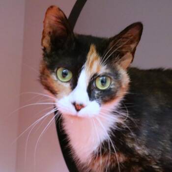 Domestic Short Hair Cats Available for Adoption in Sarasota, Florida - Ava | PetCurious