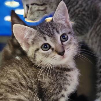 Domestic Short Hair Cats Available for Adoption in Sarasota, Florida - Skylark | PetCurious